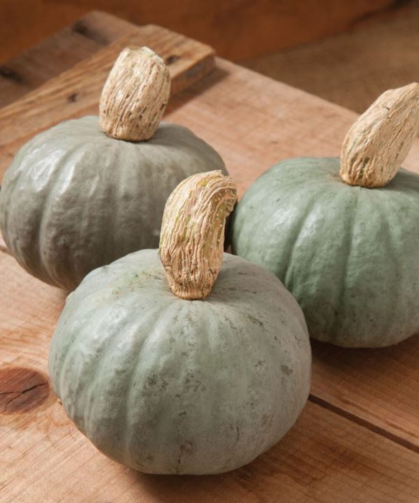 Shokichi Shiro - (F1) Kabocha Squash Seed