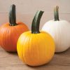 Sunlight PMR - (F1) Pumpkin Seed