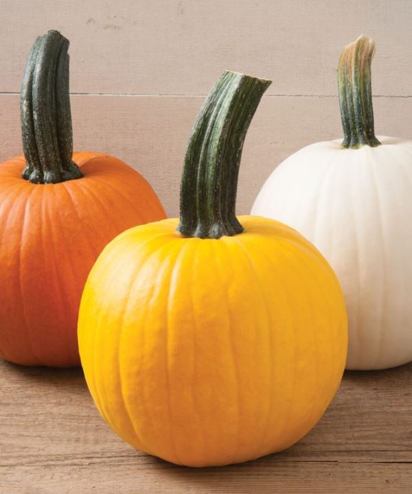 Sunlight PMR - (F1) Pumpkin Seed