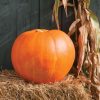 Big Moose - Treated Pumpkin Seed