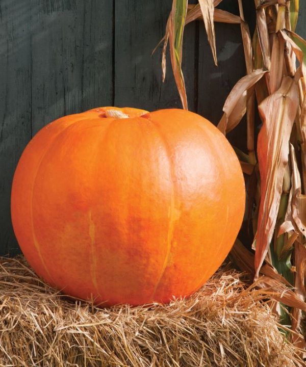 Big Moose - Treated Pumpkin Seed