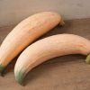North Georgia Candy Roaster - Hubbard Squash Seed