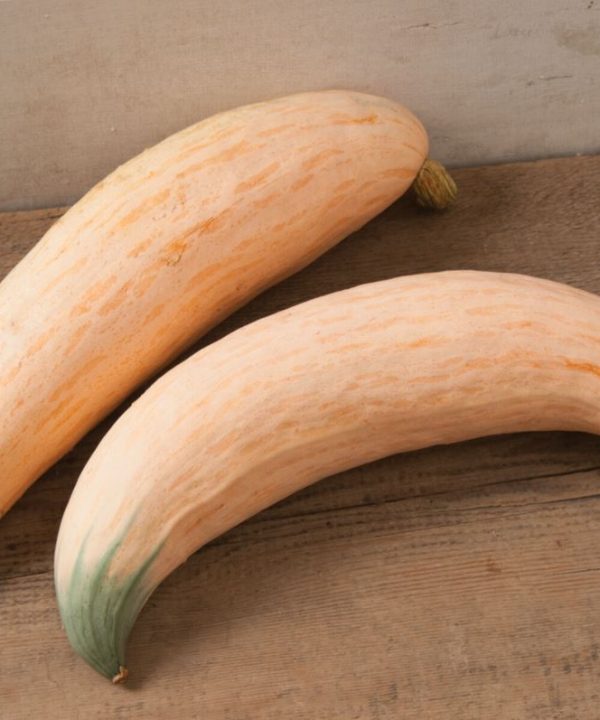 North Georgia Candy Roaster - Hubbard Squash Seed