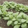 Emperor - (F1) Spinach Seed