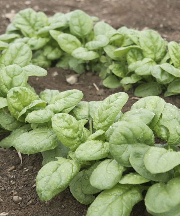 Emperor - (F1) Spinach Seed