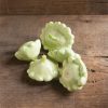 Benning's Green Tint - Patty Pan Squash Seed