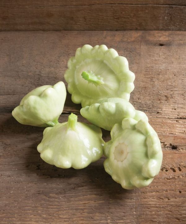Benning's Green Tint - Patty Pan Squash Seed
