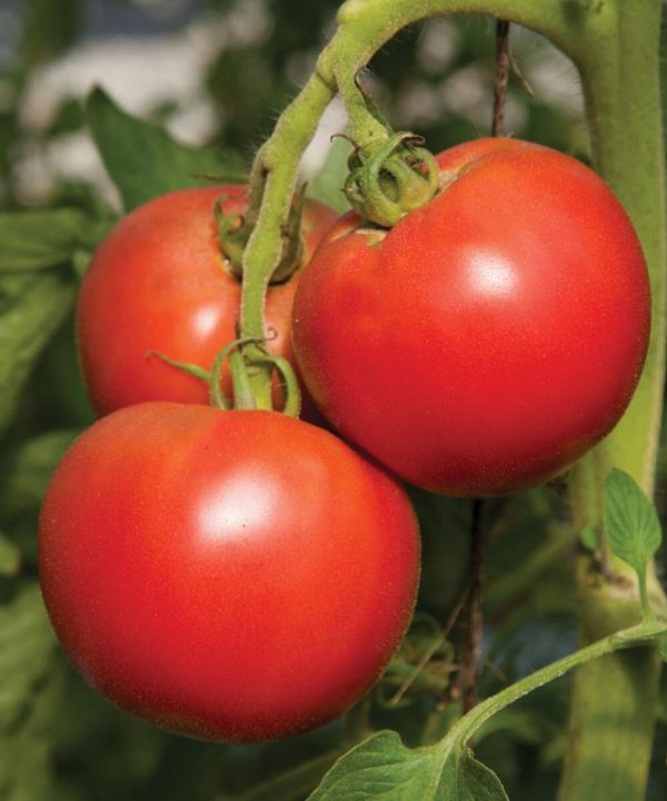 Tomimaru Muchoo - (F1) Tomato Seed