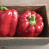 Paladin - (F1) Bell Pepper Seed