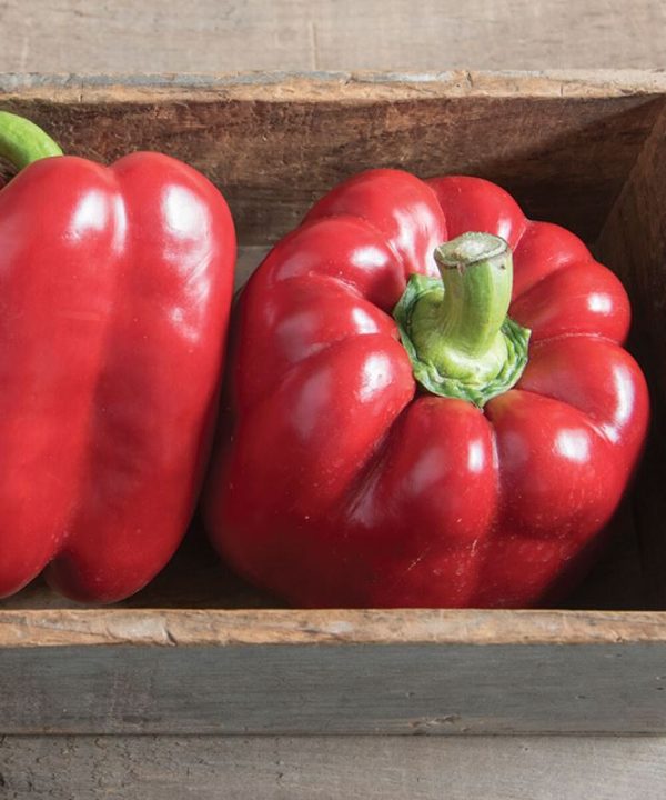 Paladin - (F1) Bell Pepper Seed