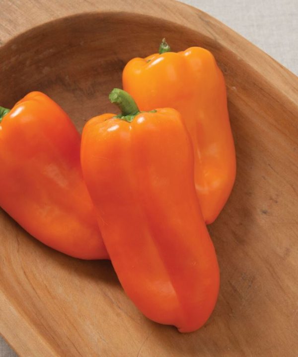 Glow - (F1) Pepper Seed
