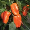 Glow - Organic (F1) Pepper Seed
