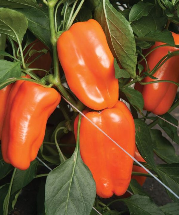 Glow - Organic (F1) Pepper Seed