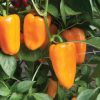 Aura - Organic (F1) Pepper Seed