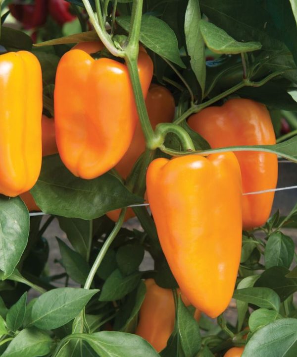 Aura - Organic (F1) Pepper Seed