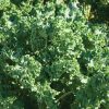 Siberian - Kale Seed