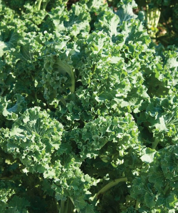 Siberian - Kale Seed