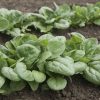 Seaside - (F1) Spinach Seed
