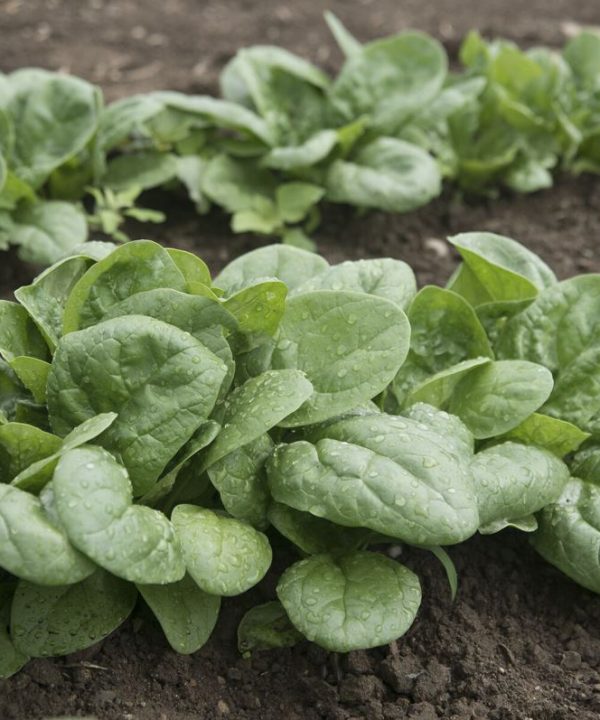 Seaside - (F1) Spinach Seed