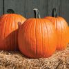 Cargo PMR - (F1) Pumpkin Seed
