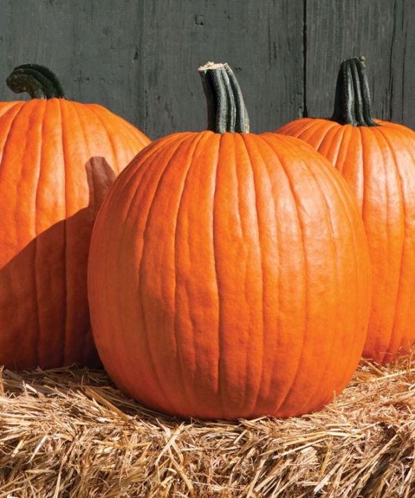 Cargo PMR - (F1) Pumpkin Seed
