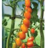 Santorange - (F1) Tomato Seed