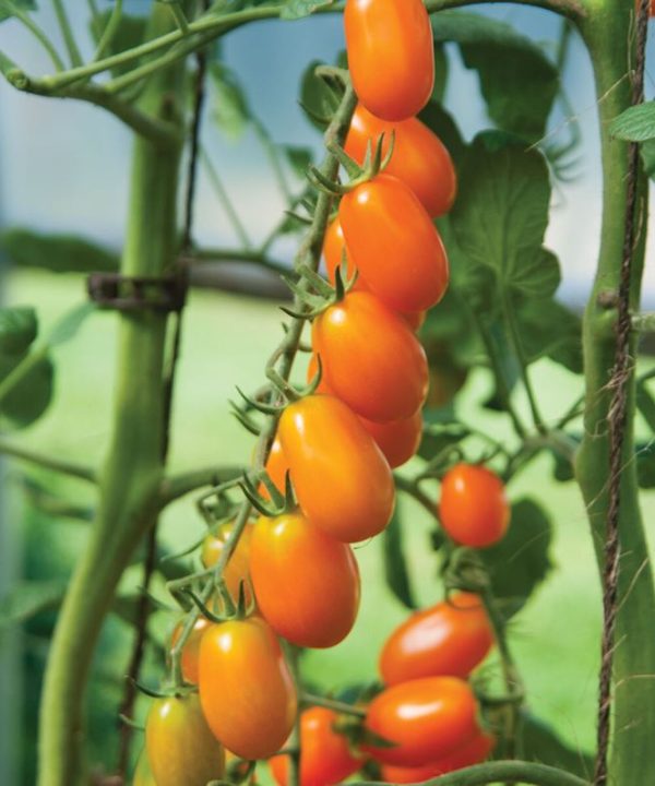 Santorange - (F1) Tomato Seed