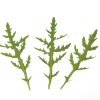 Sylvetta - Arugula Seed