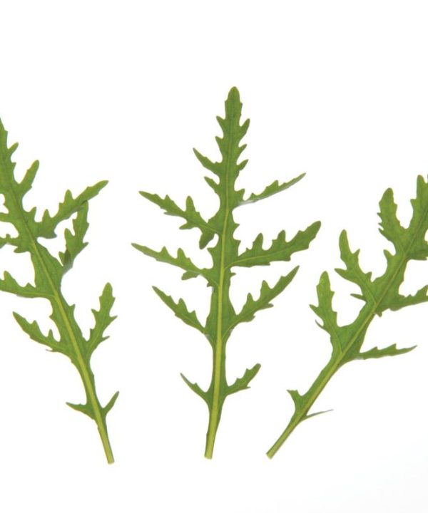 Sylvetta - Arugula Seed