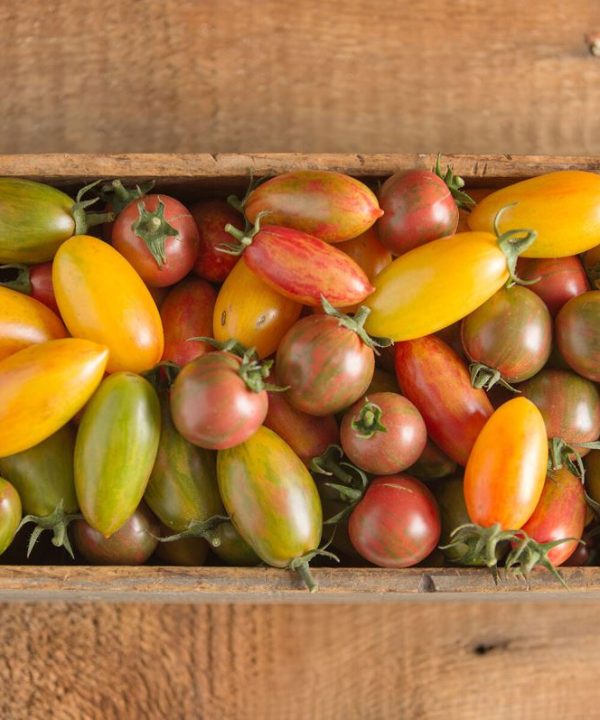 Artisan Tomato? Collection - Organic Seed