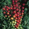 Supersweet 100 - (F1) Tomato Seed