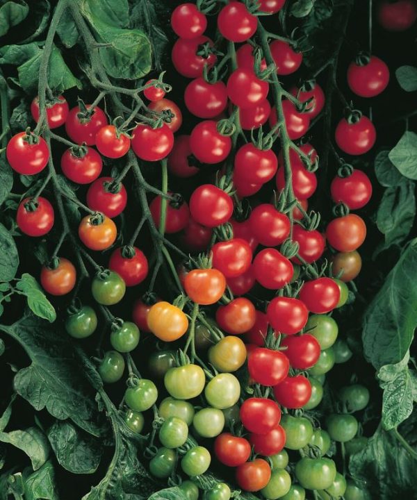 Supersweet 100 - (F1) Tomato Seed