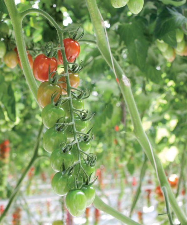 Pareso - (F1) Tomato Seed