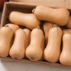 Butterscotch PMR Organic Butternut Squash Seeds