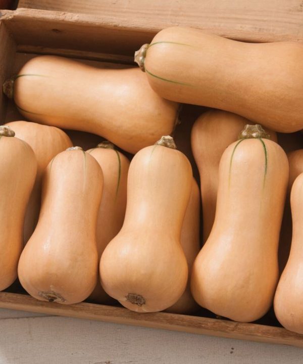 Butterscotch PMR Organic Butternut Squash Seeds