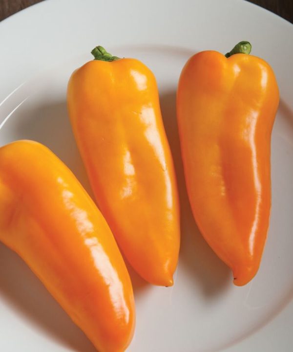Cornito Giallo - Organic (F1) Corno di Toro Pepper Seed