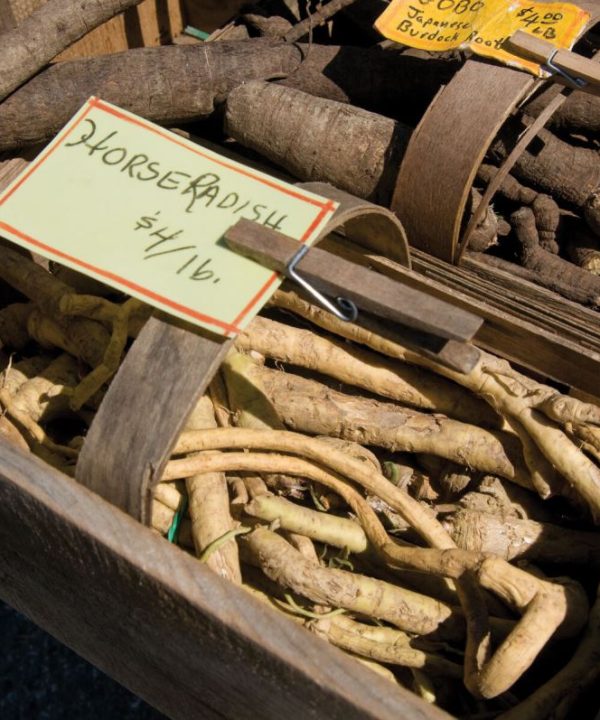 Horseradish - (F1) Roots