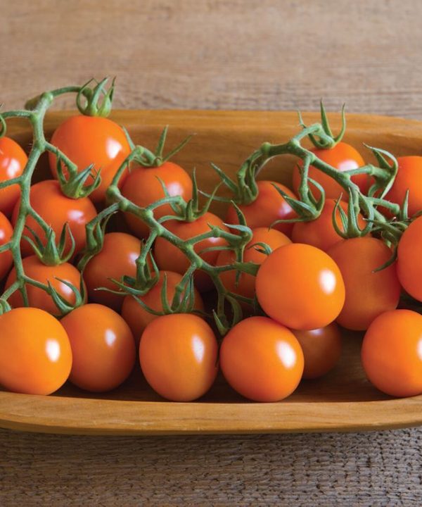 Clementine - Organic (F1) Tomato Seed