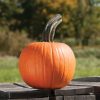 Cinnamon Girl PMR - Organic Pumpkin Seed