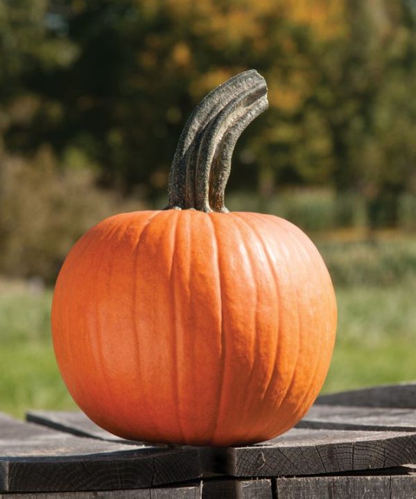 Cinnamon Girl PMR - Organic Pumpkin Seed