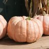 Porcelain Doll - (F1) Pumpkin Seed