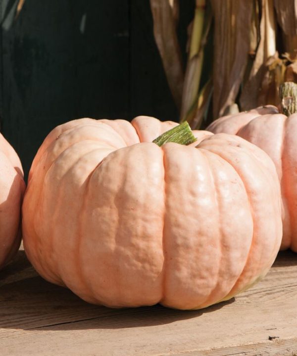 Porcelain Doll - (F1) Pumpkin Seed