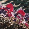 Ruby Red Orach - Organic Green Seed