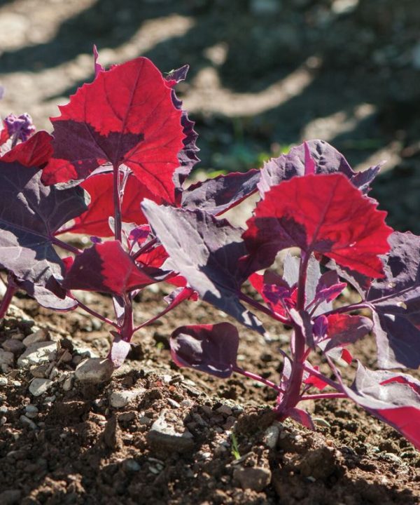 Ruby Red Orach - Organic Green Seed