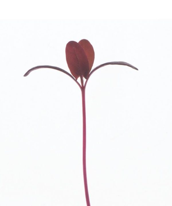 Orach, Ruby Red - Organic Microgreen Seed