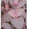 Scarlet Orach - Specialty Green Seed