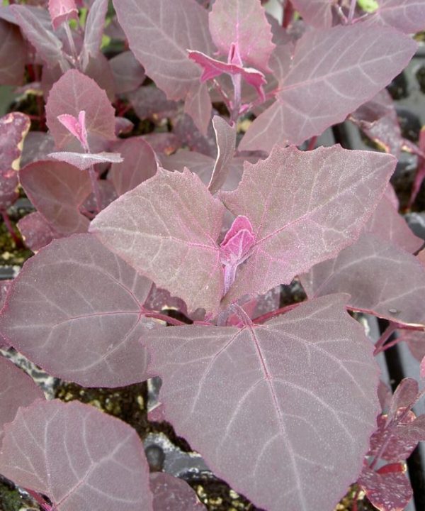 Scarlet Orach - Specialty Green Seed