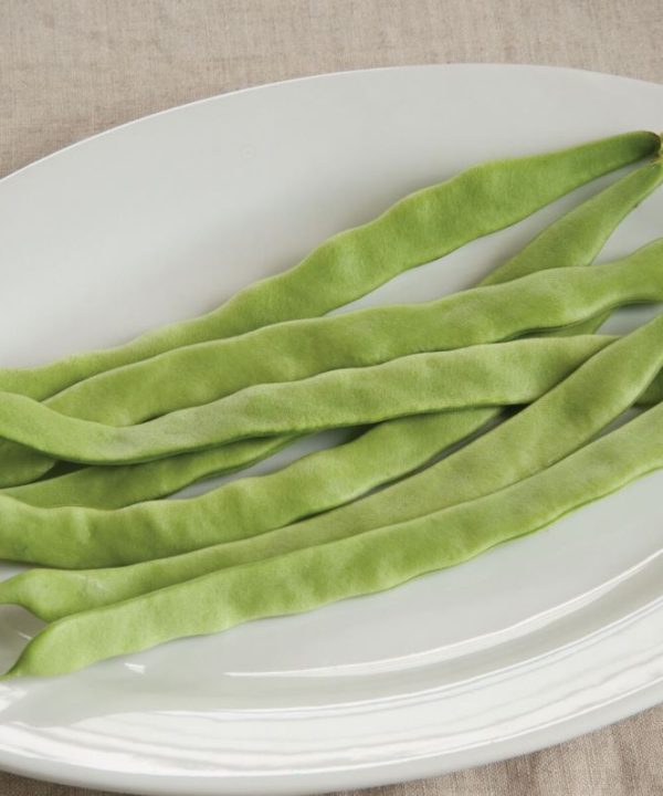 Northeaster - Organic Bean Seed