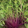 Central Red - (F1) Green Seed