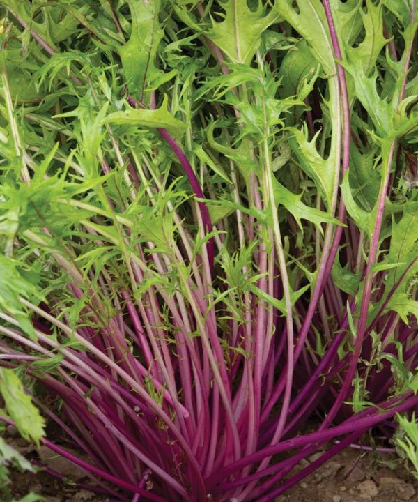 Central Red - (F1) Green Seed